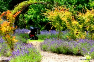 Travel Mornington Peninsula Ashcombe Maze & Lavender Gardens